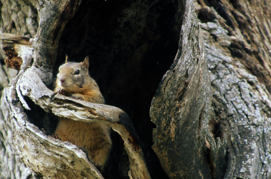 Mammal Photograph - Tree House - California Ground Squirrel by Soli Deo Gloria Wilderness And Wildlife Photography
