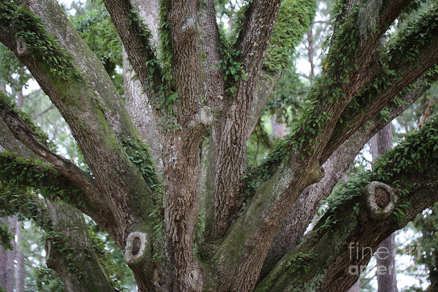 Oak Tree Hug Photograph by Carol Groenen