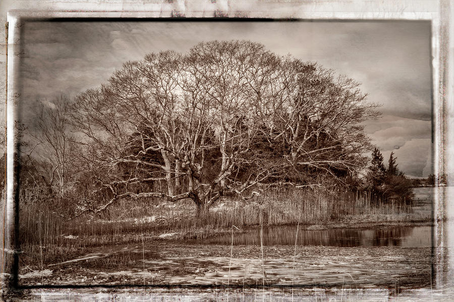 Tree in Marsh #1 Photograph by Frank Winters