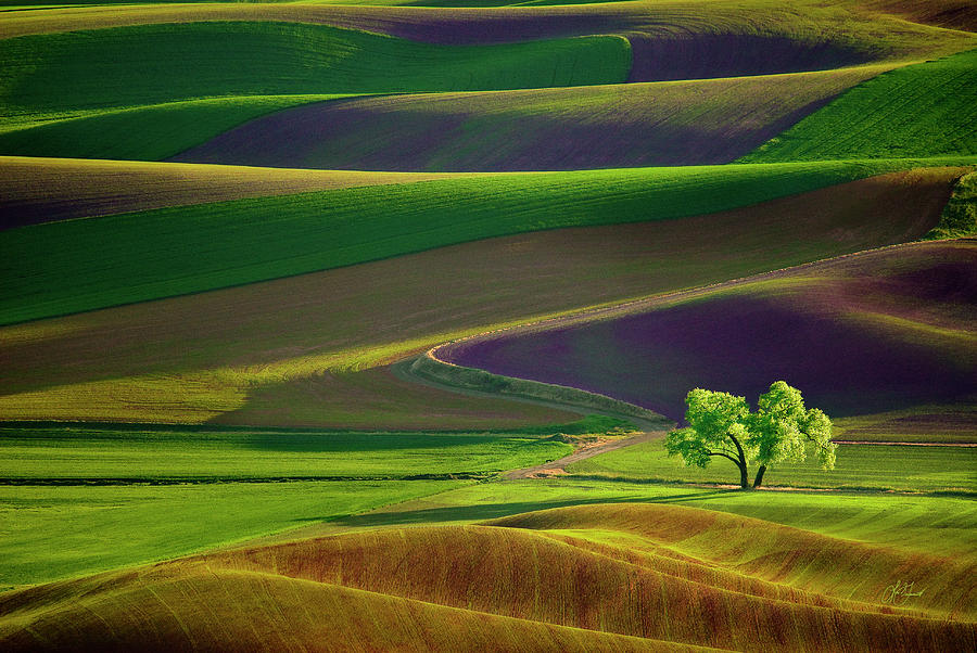 Tree in the Palouse #1 Photograph by Lori Grimmett