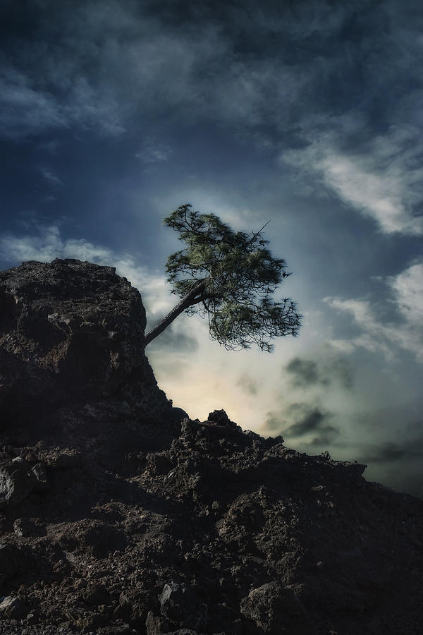Tree #1 Photograph by Joana Kruse
