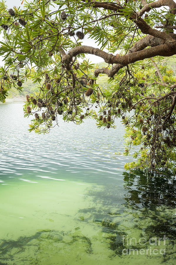 Tree Photograph - Tree Leaves Above Lake #1 by THP Creative