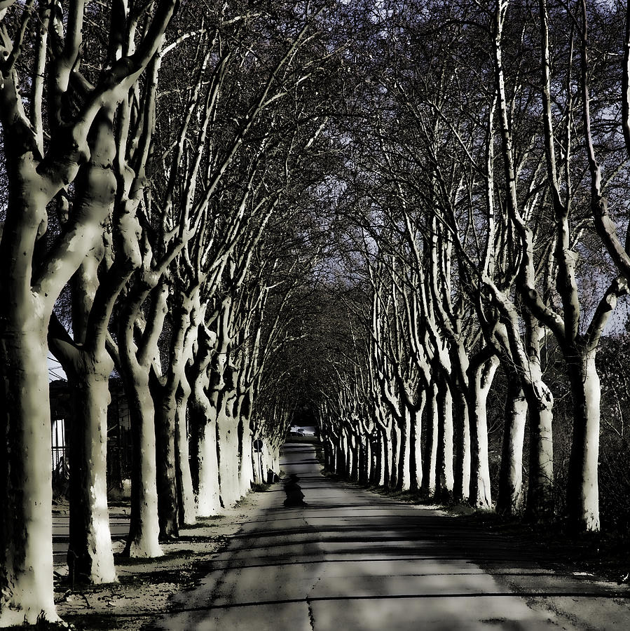 Tree Line Lambasc, France #1 Photograph by Hugh Smith