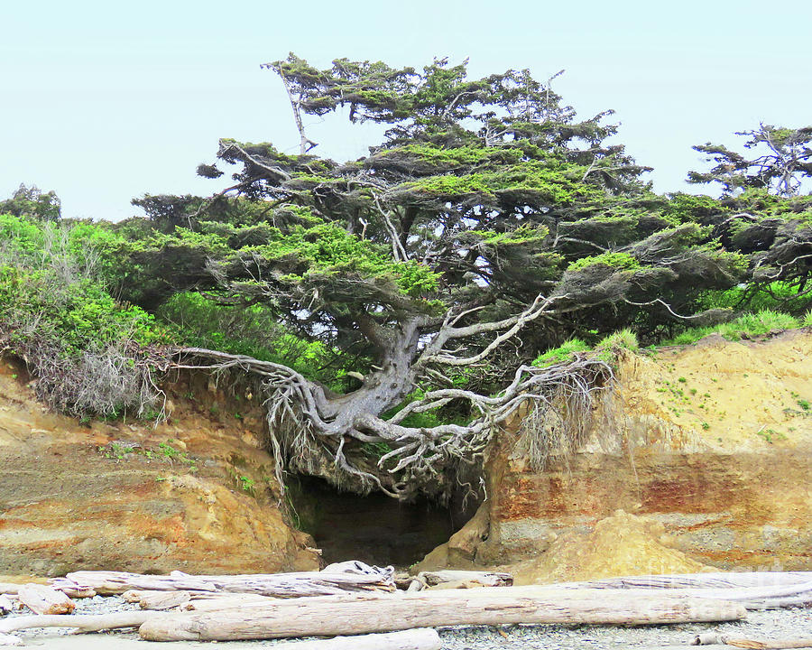 Tree of Life #1 Photograph by Cheryl Del Toro
