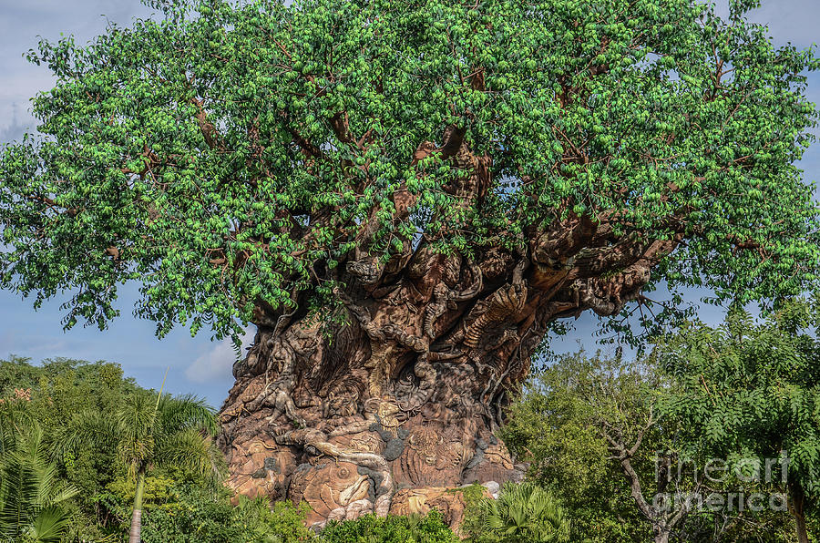 Tree Of Life Photograph - Tree of Life by Dale Powell