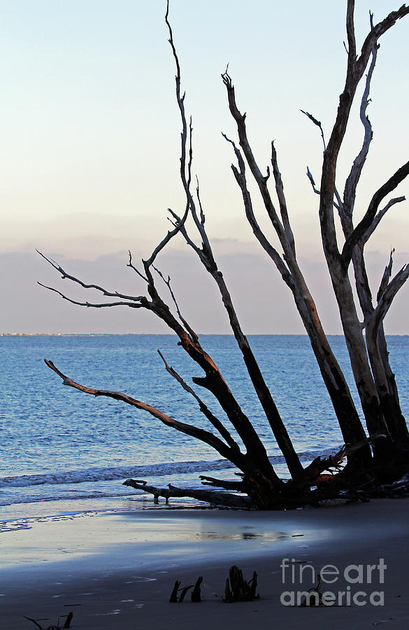 Tree on Boneyard Beach #1 Photograph by Jennifer Robin