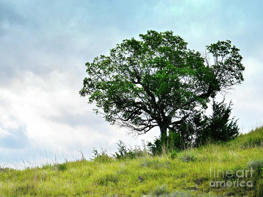 Tree Photograph - Tree on the Hill #1 by Gary Richards