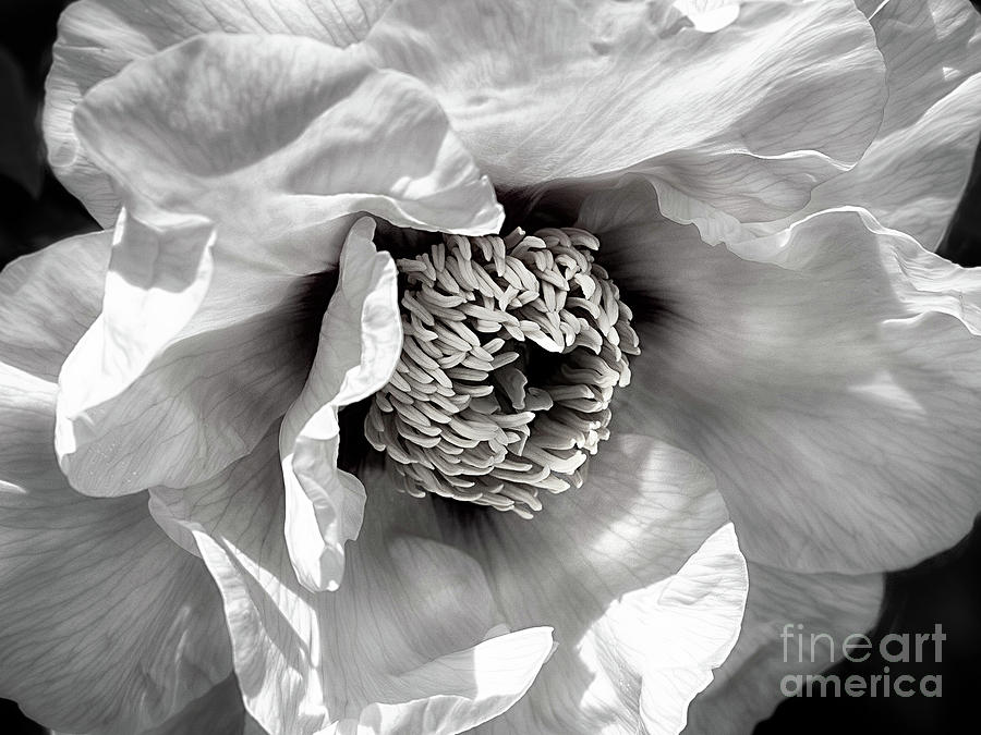Tree Peony Mystery #1 Photograph by Ann Jacobson