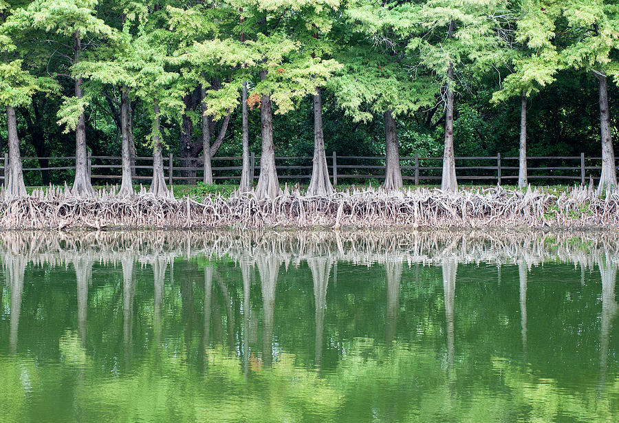Tree Roots and Reflection by Brian Kinney Tree Roots and Reflection by Brian Kinney