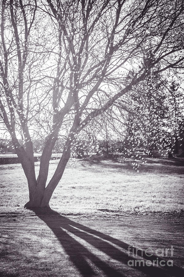 Tree Shadows #1 Photograph by Cheryl Baxter