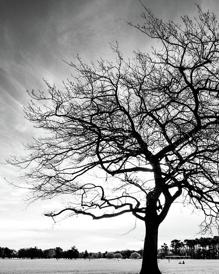 Tree Silhouette #1 Photograph by Roseanne Jones