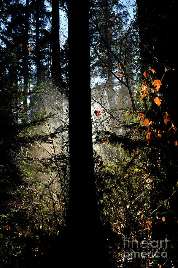 Tree Silhouette  #1 Photograph by Terry Elniski