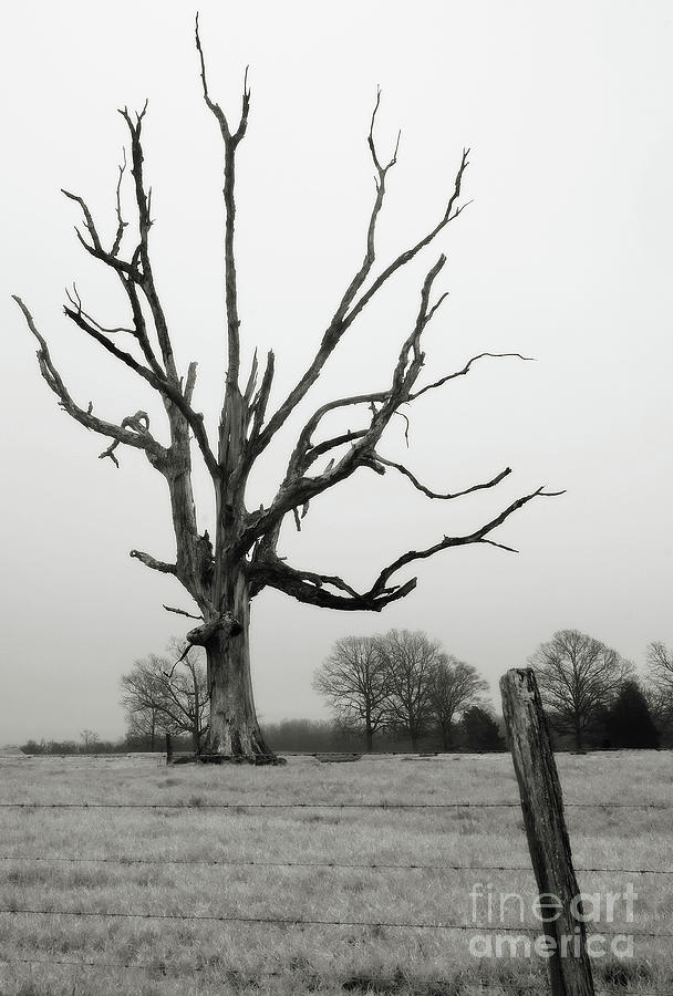 Tree Study #1 Photograph by David Waldrop