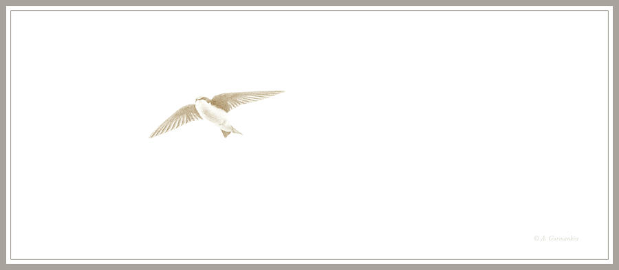 Tree Swallow in Flight #1 Digital Art by A Macarthur Gurmankin