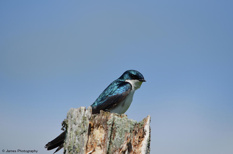 Tree Swallow #1 Photograph by James Petersen