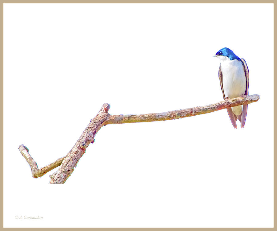 Tree Swallow on Branch #1 Photograph by A Macarthur Gurmankin