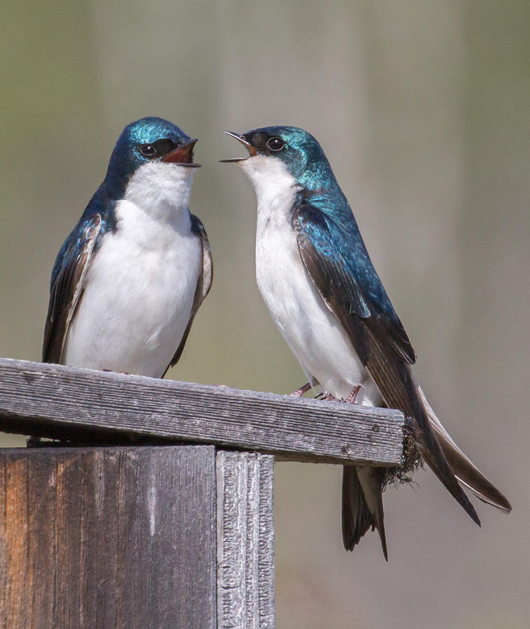 Tree Swallows Photograph by Dee Carpenter - Fine Art America