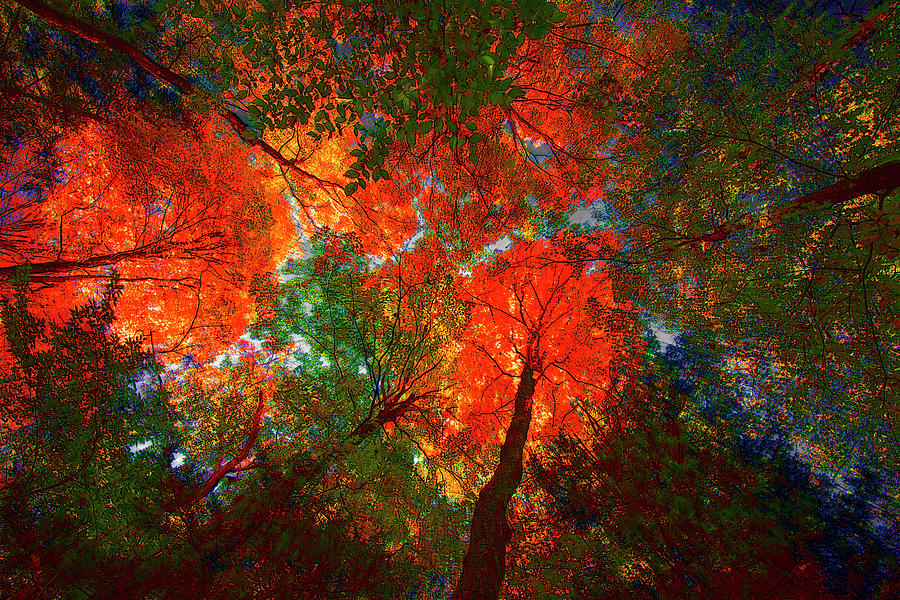 Tree Tops #1 Digital Art by David Stasiak