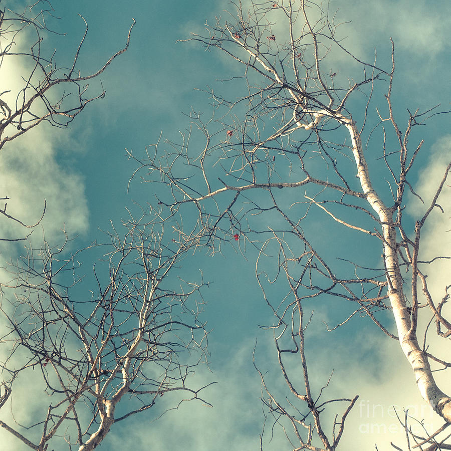 Up Movie Photograph - Tree Tops 4 by Priska Wettstein