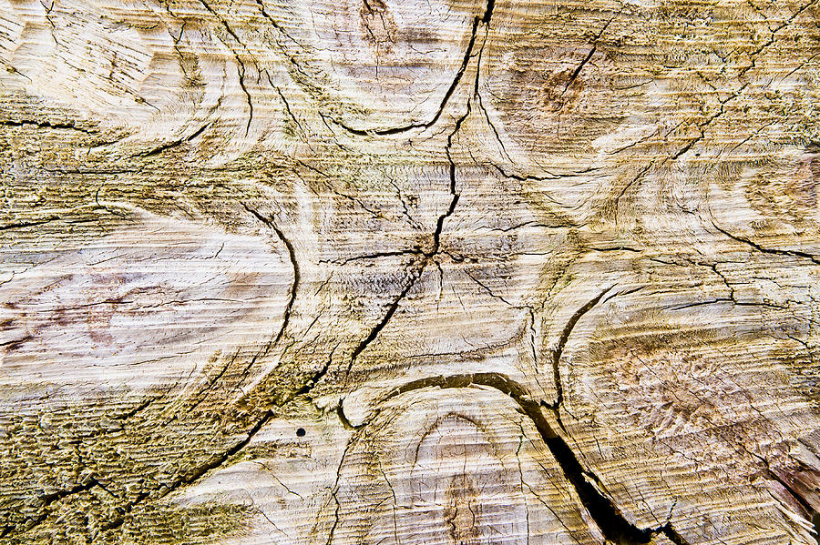 Abstract Photograph - Tree trunk #1 by Tom Gowanlock