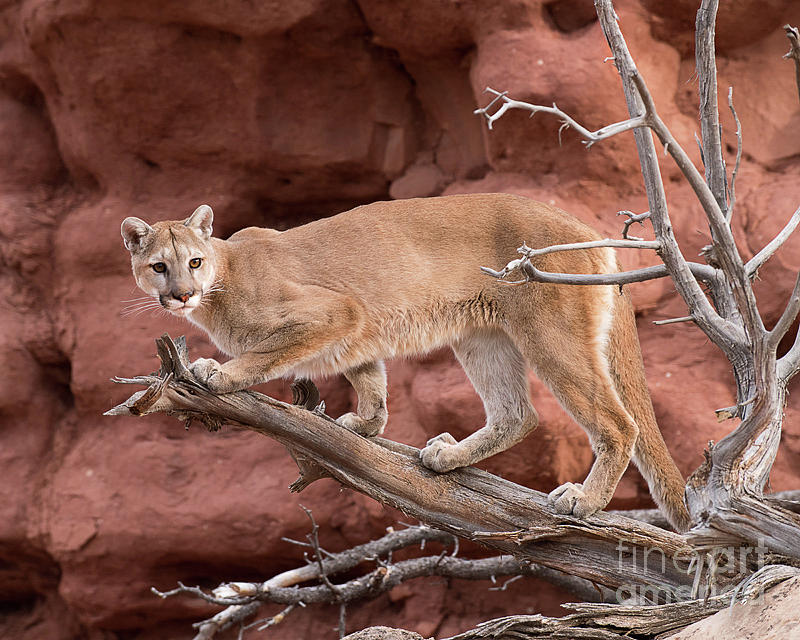 Treed Cougar #1 Photograph by Dennis Hammer