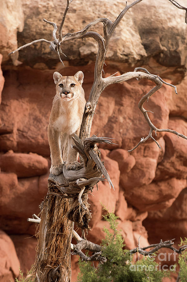 Treed Mountain Lion #1 Photograph by Dennis Hammer