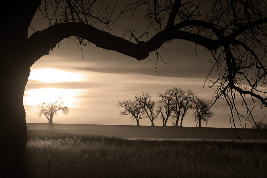 Trees and Meadows Sunrise in Black and White Photo Image  #1 Photograph by James BO Insogna