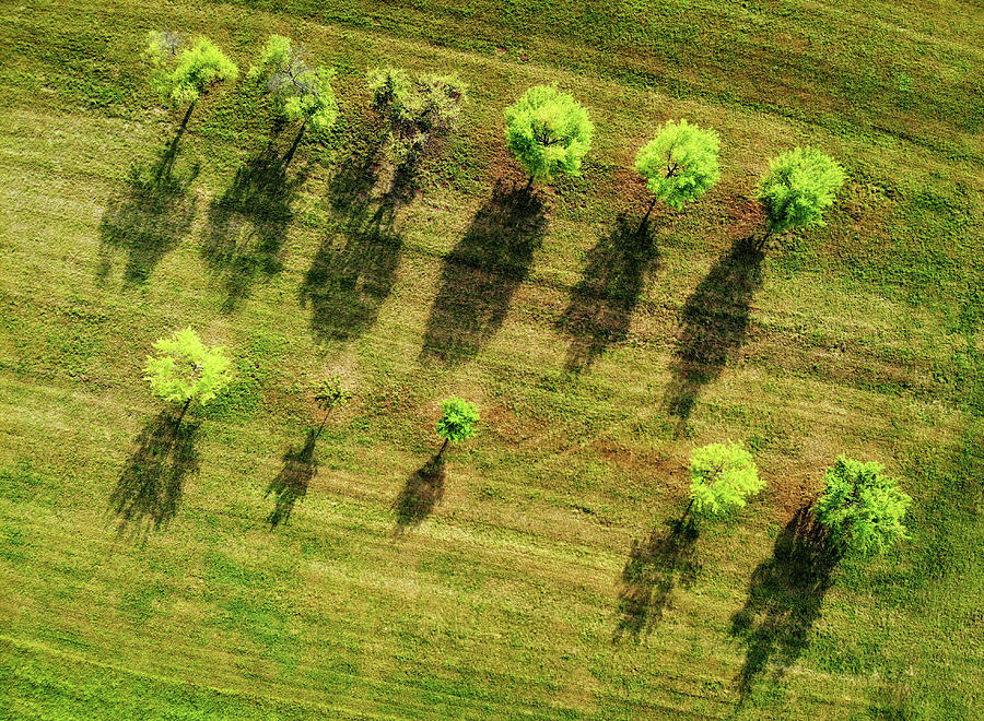 Trees and shadows aerial view #1 Photograph by Matthias Hauser