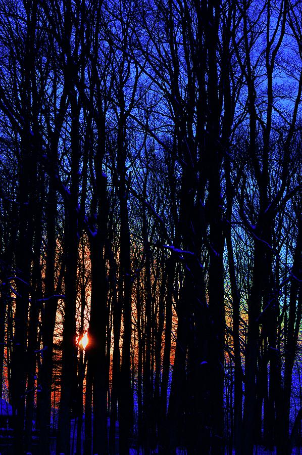 Trees At Sunset  #1 Digital Art by Lyle Crump