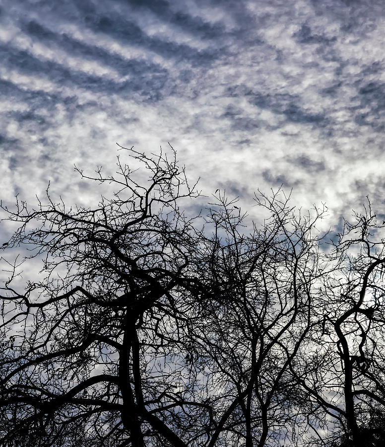 Trees Clouds and Sky #1 Photograph by Robert Ullmann