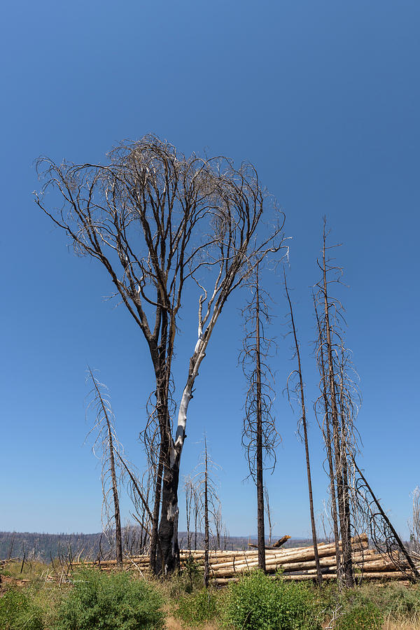 Trees Destroyed by Fire #1 Photograph by Jim Thompson