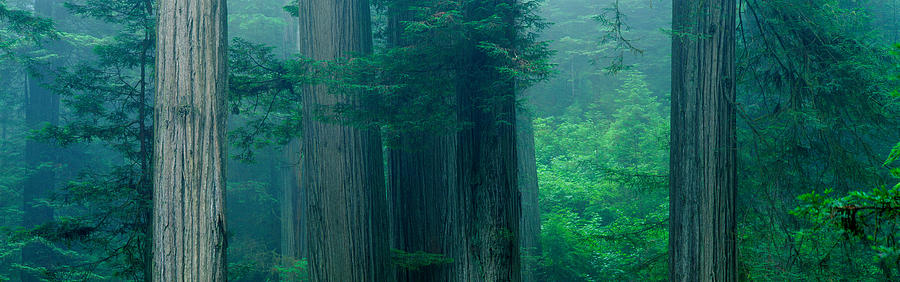 Redwood National Park Photograph - Trees In A Forest, Redwood National #1 by Panoramic Images