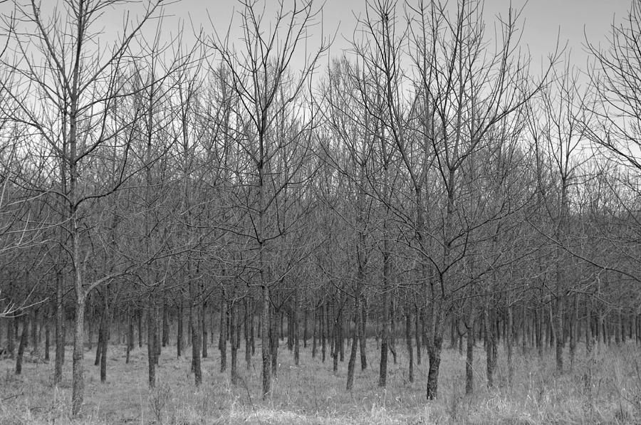 Trees In A Row Photograph