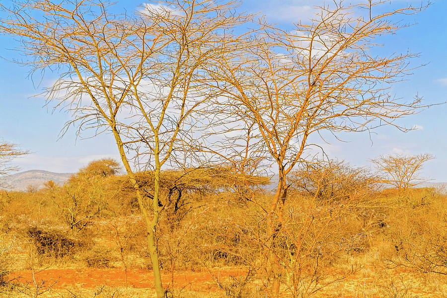 Trees in Ethiopia #1 Photograph by Marek Poplawski