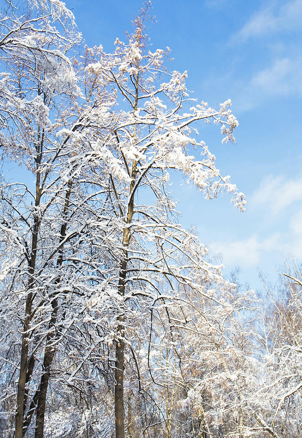 Trees in snow, winter Photograph by Irina Afonskaya - Fine Art America