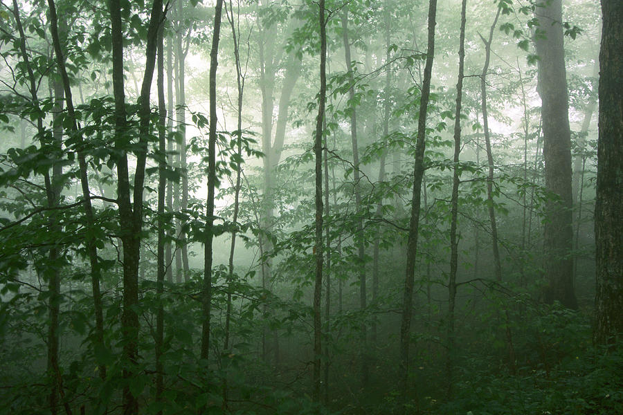 Trees in the Mist #1 Photograph by Joye Ardyn Durham