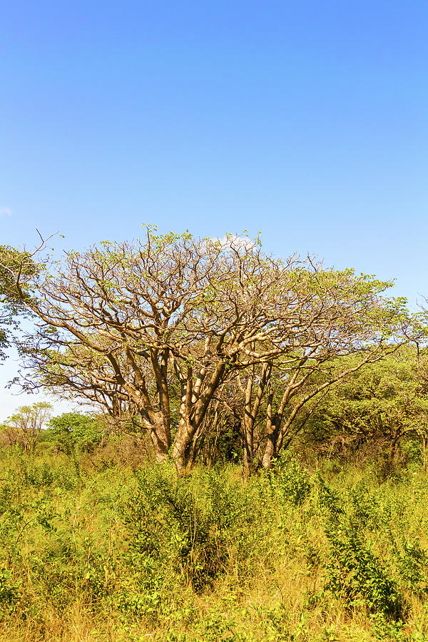 Trees in Zambia #1 Photograph by Marek Poplawski
