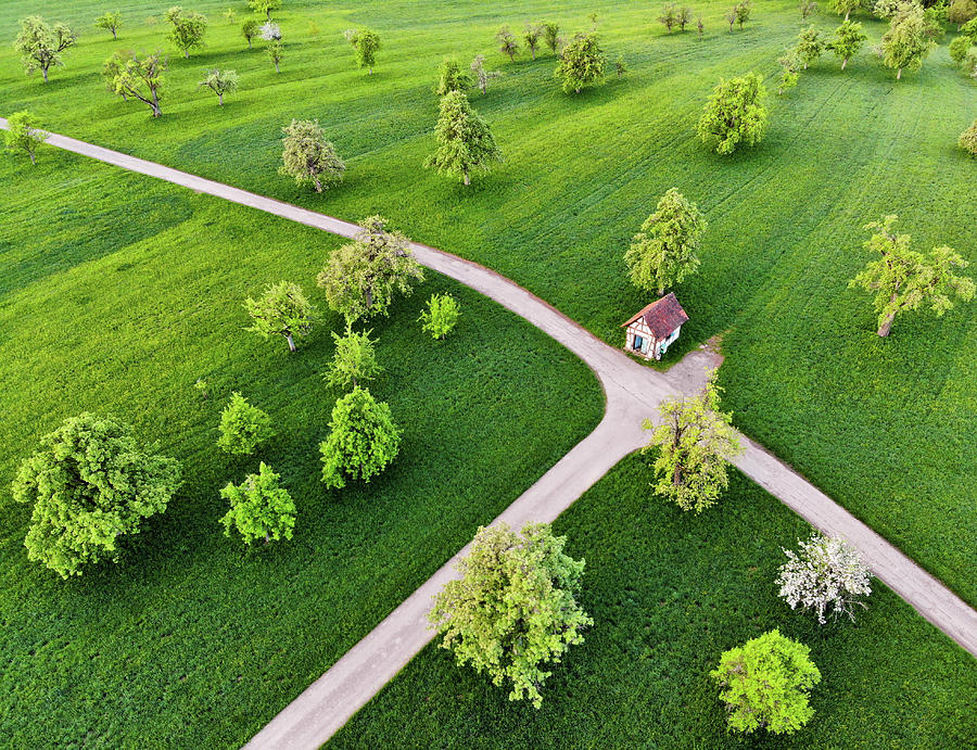 Trees on green spring meadow aerial view #1 Photograph by Matthias Hauser