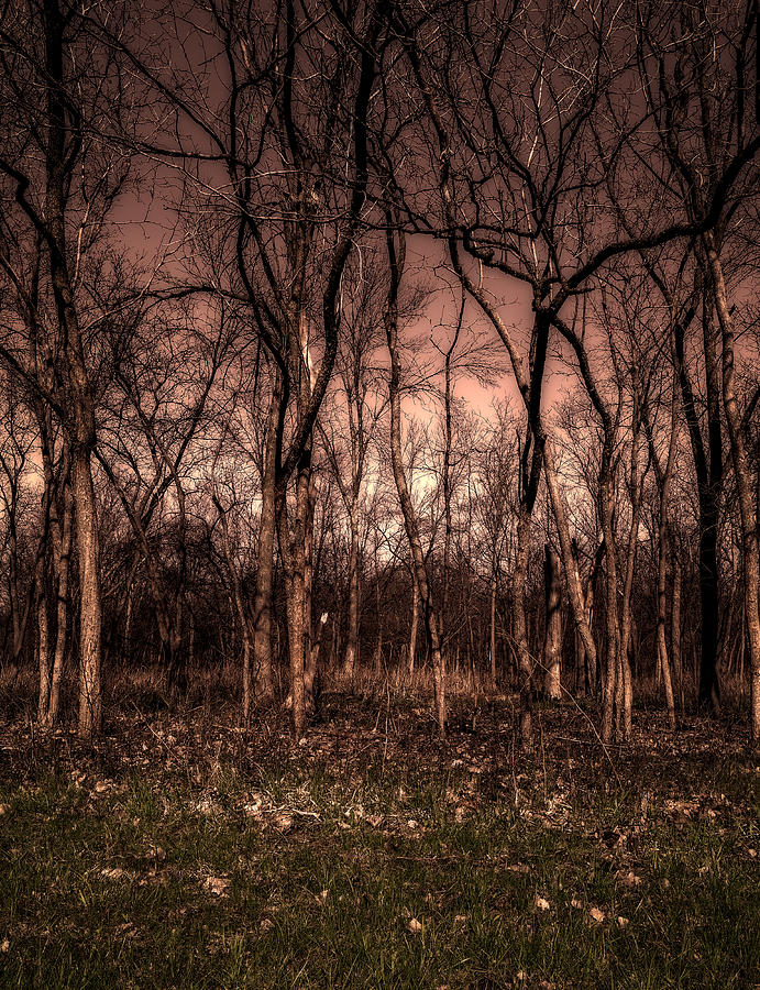 Trees #1 Photograph by Peter Lakomy