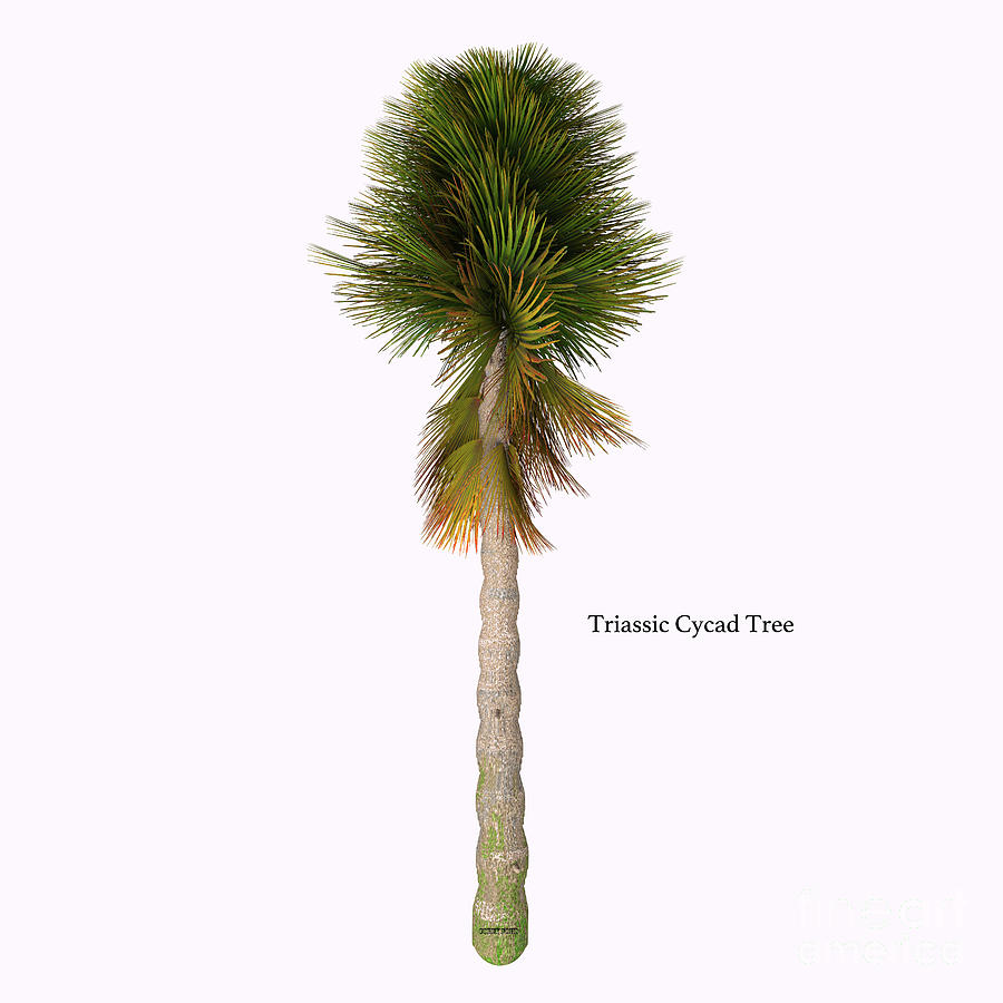 Triassic Cycad Tree #1 Digital Art by Corey Ford