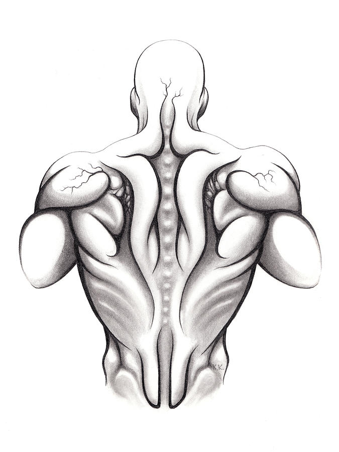 Back Muscles Anatomy HighRes Vector Graphic  Getty Images