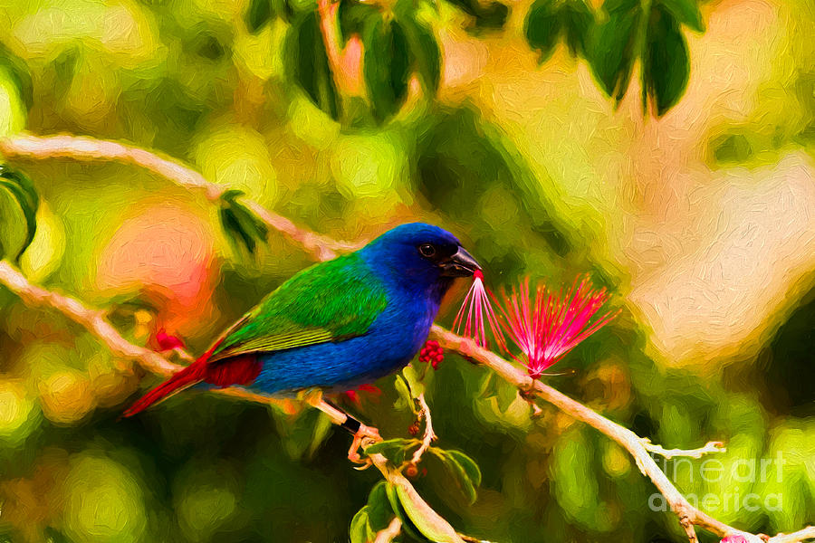 Tricolor parrot finch #1 Photograph by Les Palenik