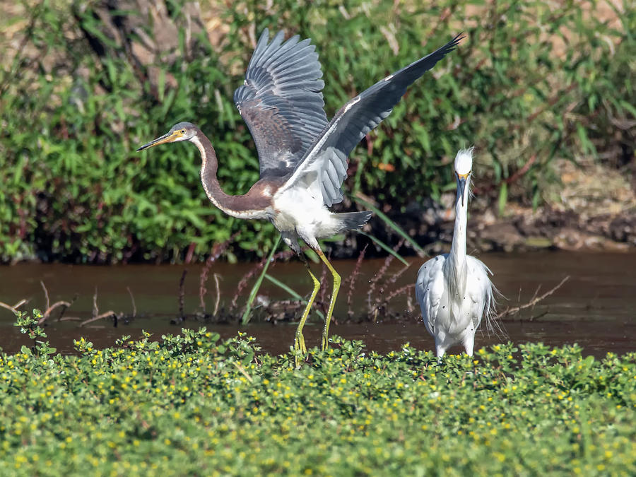 Tricolored Heron and Snowy Egret #1 Photograph by Tam Ryan