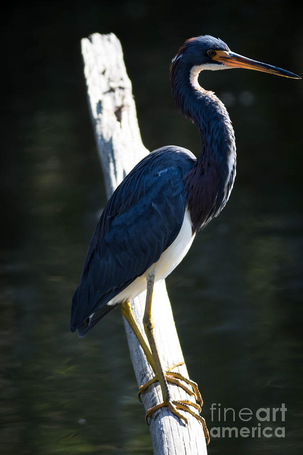 Tricolored Heron #1 Photograph by George Kenhan