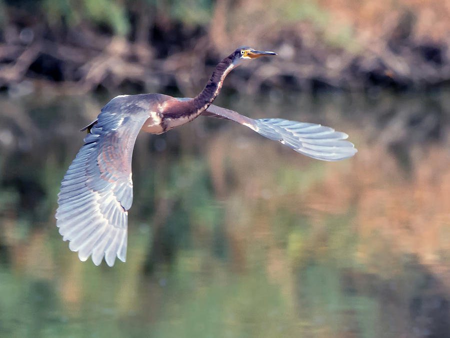 Tricolored Heron in Flight #1 Photograph by Tam Ryan
