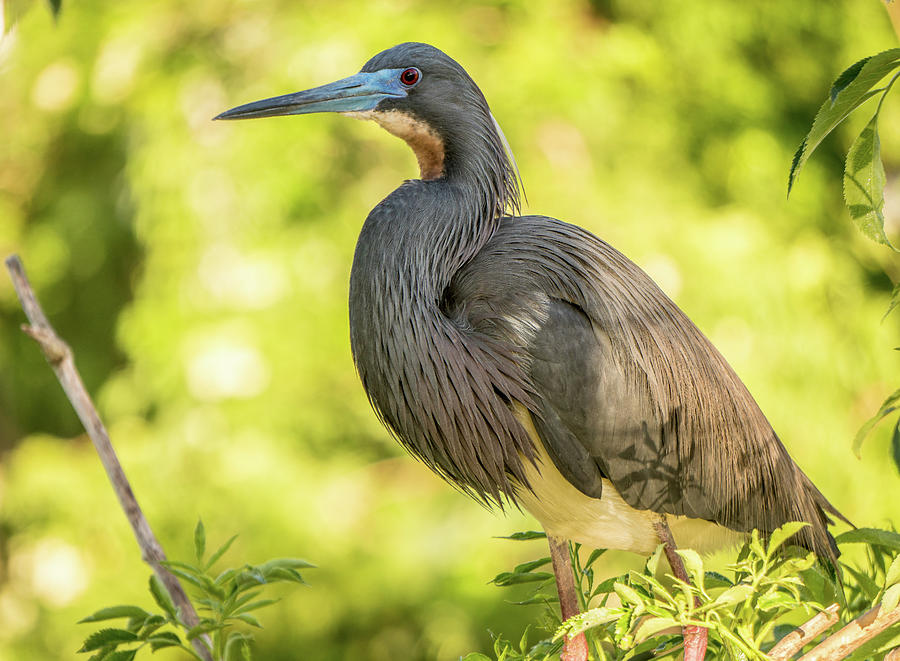 Tricolored Heron #1 Photograph by Jane Luxton