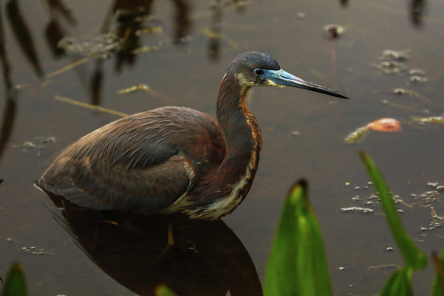 Tricolored Heron #1 Photograph by Juergen Roth