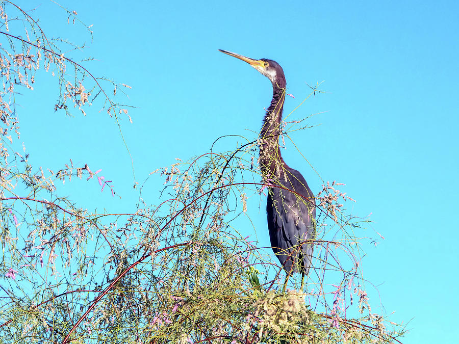 Tricolored Heron on Tree #1 Photograph by Tam Ryan