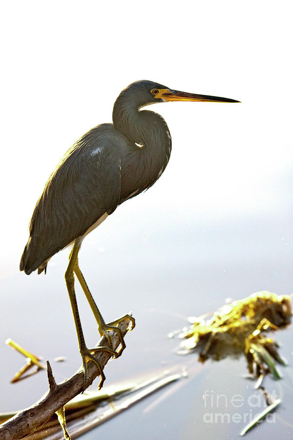 Tricolored Heron #1 Photograph by Rodney Cammauf