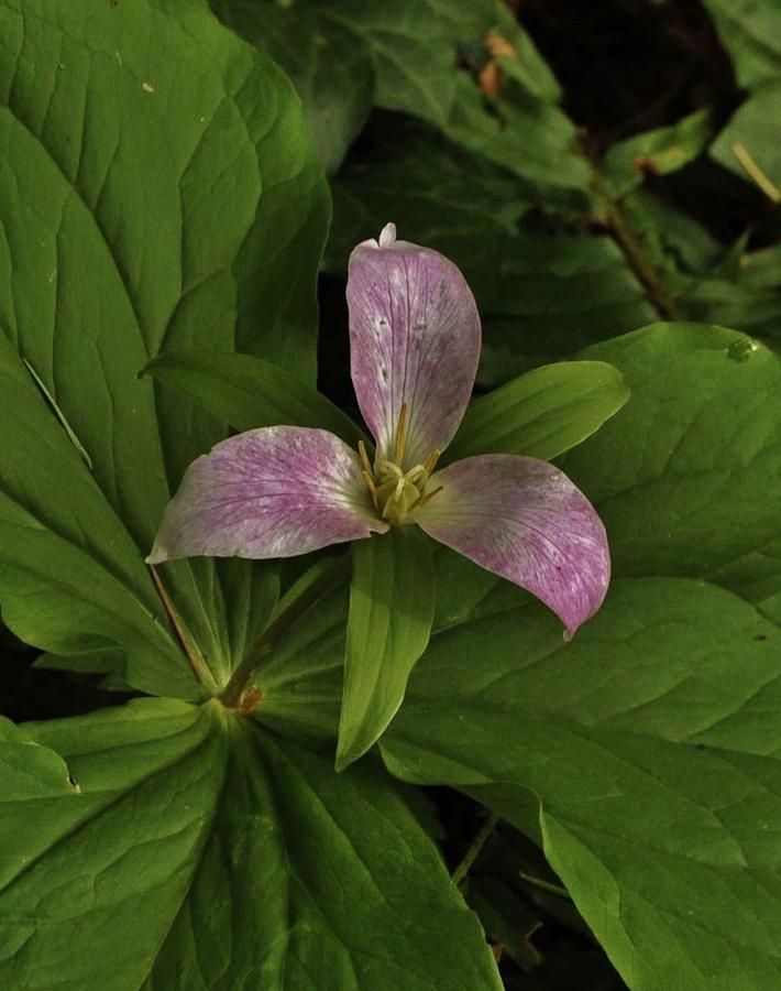 Trillium in Repose #1 Photograph by Charles Lucas